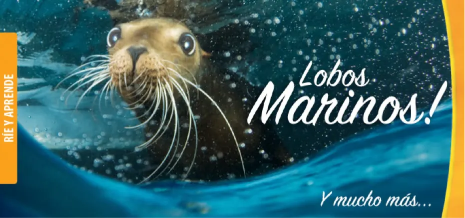 Swim with Sea Lions