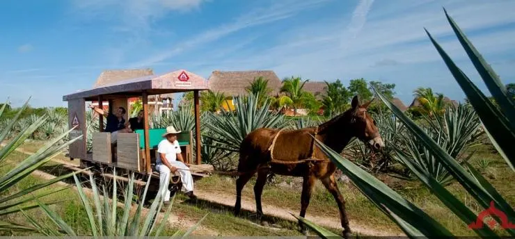 Live Hacienda, Sotuta de Peón Tour — 5