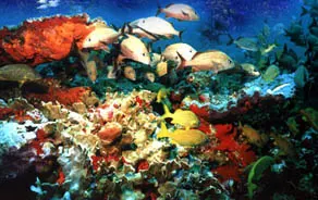 Sub See Explorer — 3
