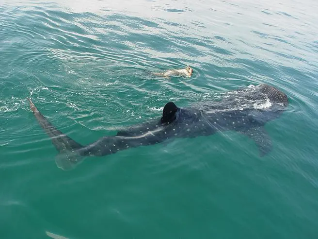 Swim with Whale Sharks — 5