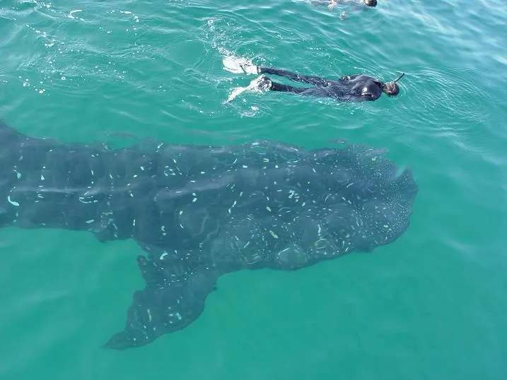 Swim with Whale Sharks — 2
