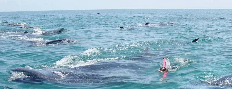 Swim with Whale Sharks — 5