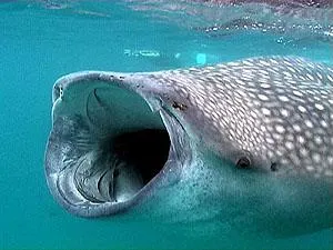 Swim with Whale Sharks — 4