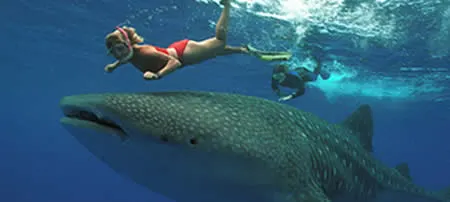 Swim with Whale Sharks