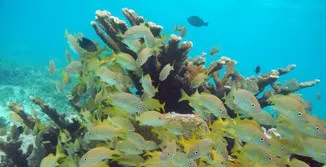 Snorkeling with Turtles At Underwater Museum — 2