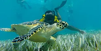 Snorkeling with Turtles At Underwater Museum