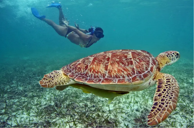 Snorkel Xtreme and Adventure in the jungle (DOUBLE) — 4
