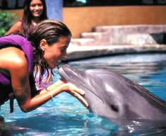 Dolphin Splash in Cancun, Puerto Morelos or Riviera Maya — 3