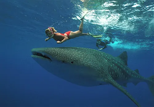 Swim with Whale Sharks