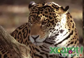 Xcaret Plus en Ruso