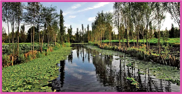 Xochimilco, Coyoacan & Frida Kahlo Museum — 2